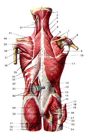 Поверхностные мышцы спины и затылка 