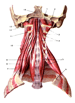 Глубокие мышцы шеи