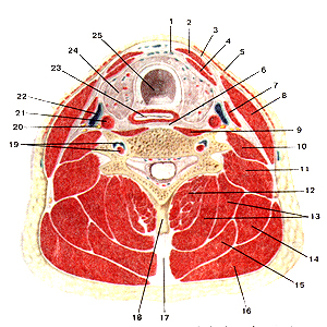 Мышцы и фасции шеи на поперечном разрезе
