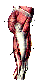 Мышцы правой нижней конечности