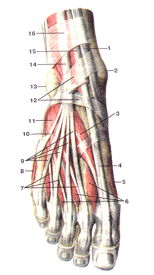 Мышцы тыльной стороны стопы