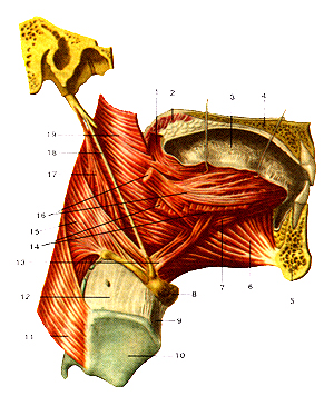 Мышцы языка