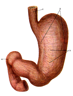 Мышечная оболочка желудка и двенадцатиперстной кишки