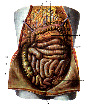 Органы брюшной полости