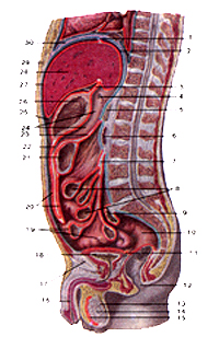 Топография внутренних органов и брюшины в брюшной полости мужчины