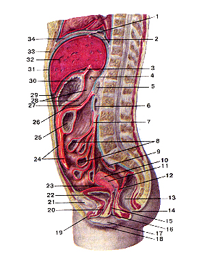 Топография внутренних органов и брюшины в брюшной полости женщины