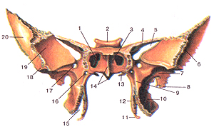 Клиновидная (основная) кость