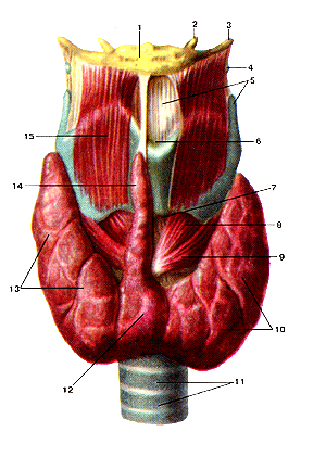 Гортань, щитовидная железа 