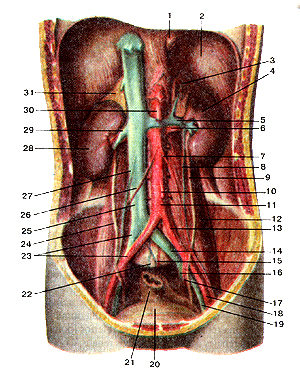 Мочевые органы