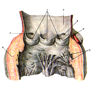 Полулунные заслонки клапана аорты