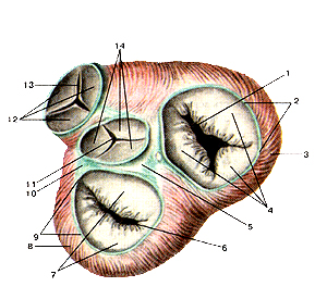 Фиброзные кольца, предсердие-желудочковые клапаны, клапаны аорты и легочного ствола
