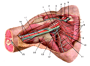 Подмышечная артерия