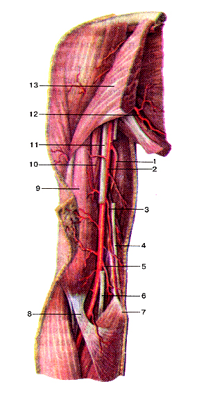 Артерии плеча