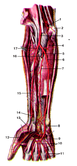 Глубокие артерии предплечья и кисти