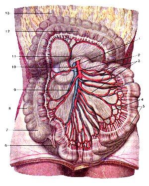 Верхняя брыжеечная артериями