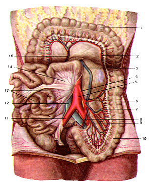 Нижняя брыжеечная артерия