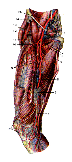 Бедренная артерия 