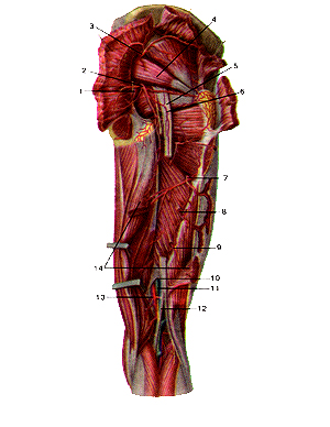 Артерии ягодичной области и задней стороны бедра