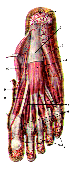 Поверхностные артерии подошвенной стороны стопы