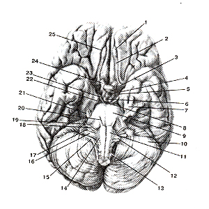 Нижняя поверхность  головного мозга