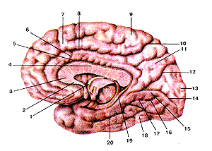 Медиальная и нижняя поверхности полушария большого мозга