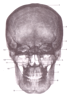 Рентгеновская картина черепа взрослого человека