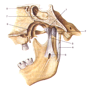 Связки височно-нижне-челюстного сустава