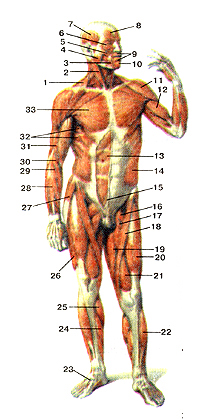 Мышцы передней поверхности тела человека