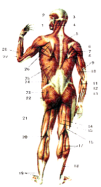 Мышцы задней поверхности тела человека
